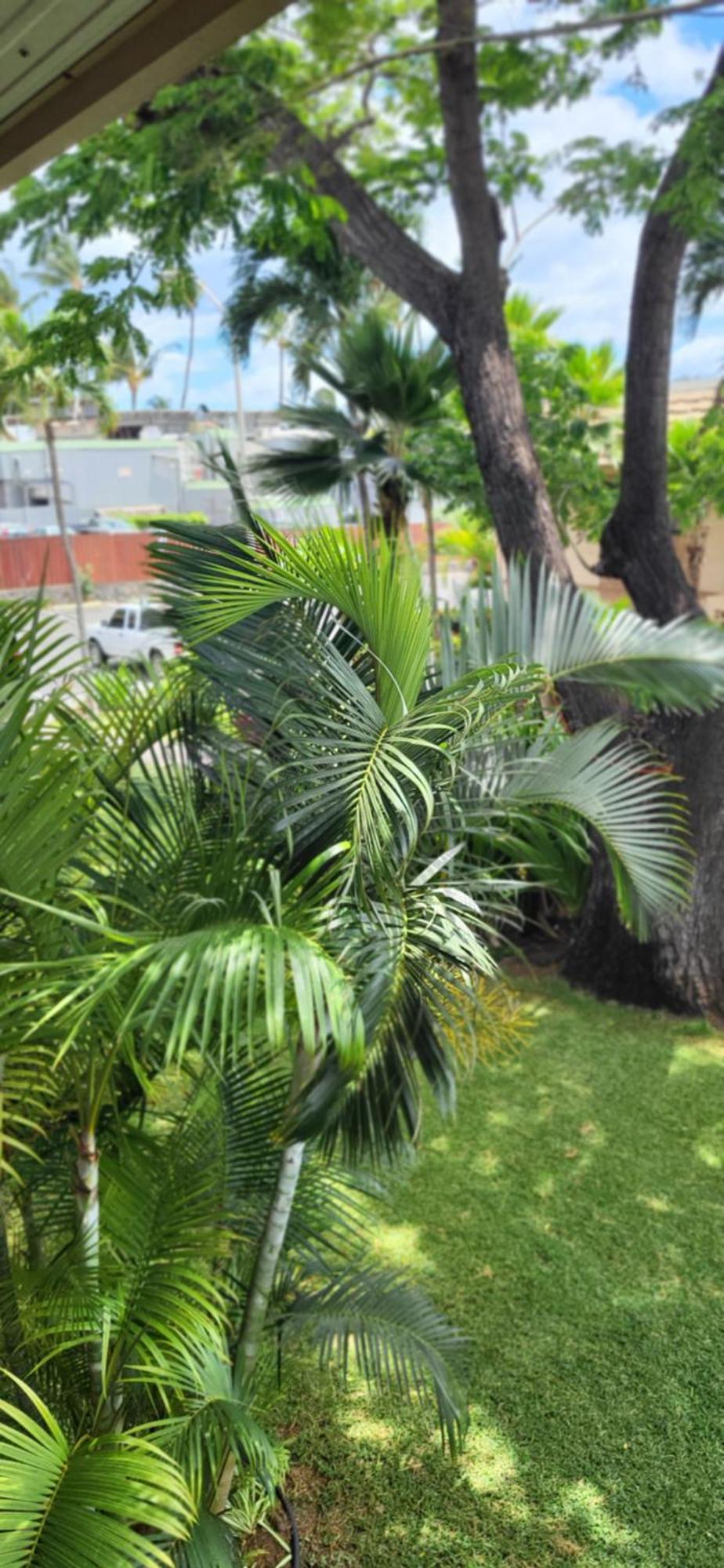 Kihei Kai Nani Resort Eksteriør bilde
